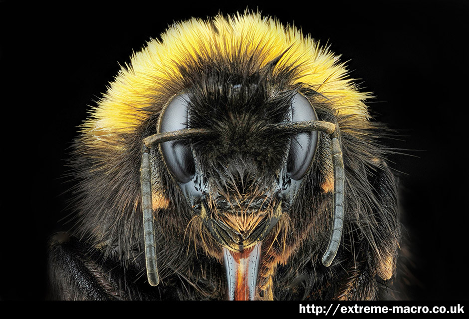 Extreme Macro Gallery - 'Bumblebee Queen' by Johan J Ingles-Le Nobel