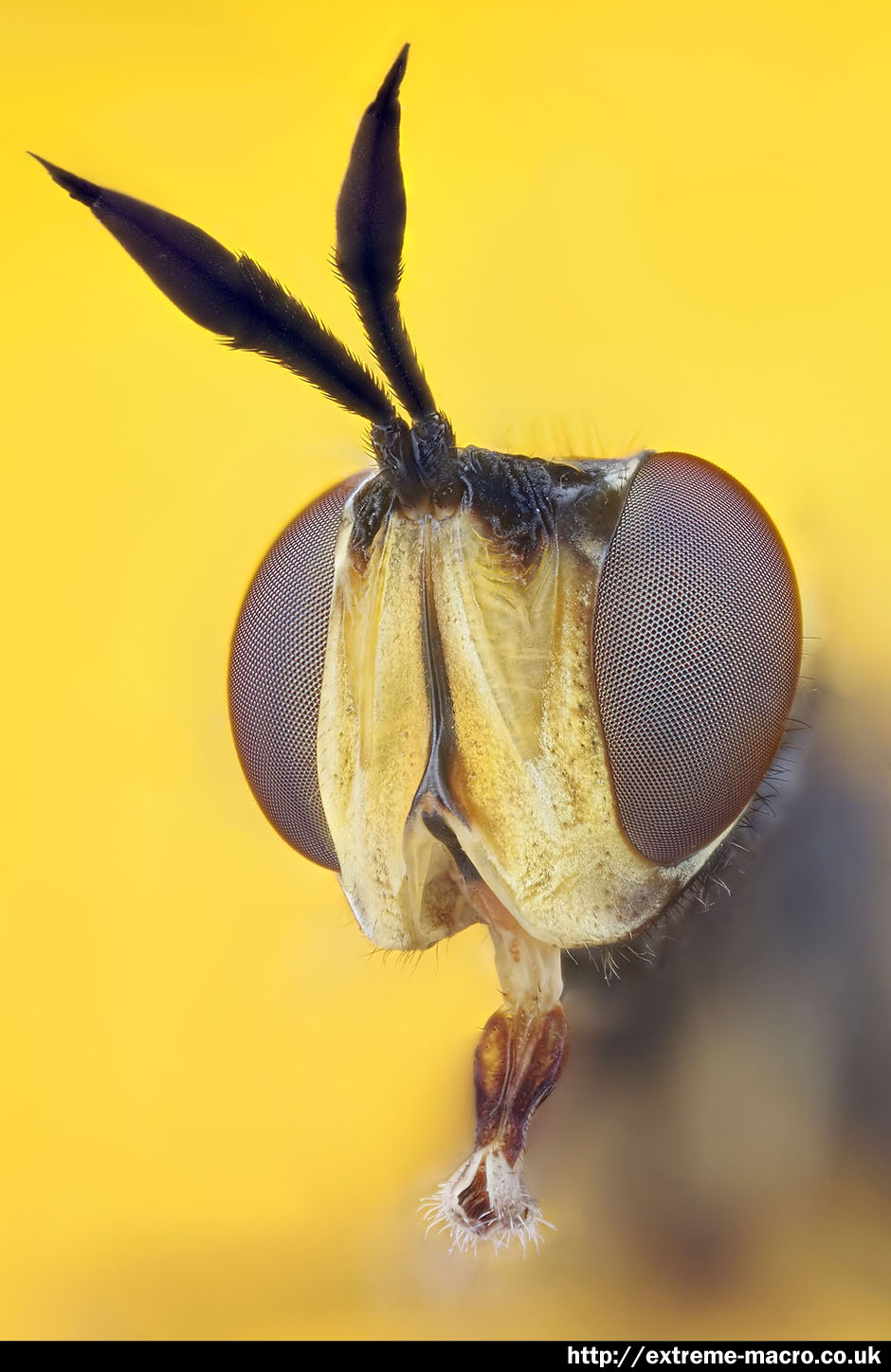 Extreme Macro Gallery - 'Macro Hoverfly' by Johan J Ingles-Le Nobel