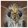 The Micro Moth - gallery shot by Johan J Ingles - Le Nobel