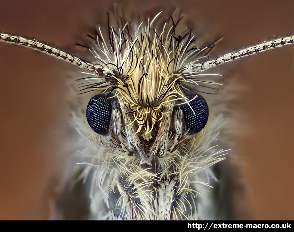 Extreme Macro Gallery - 'Micro Moth' by Johan J Ingles-Le Nobel