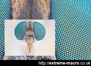 macro robberfly