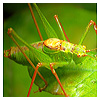 Insect photography, entomology, and photomacrography