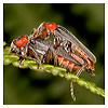 Shooting extreme macro insects from the side