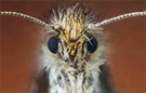Extreme macro moth