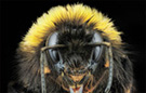 Extreme macro queen bumblebee