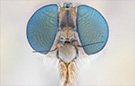 Extreme macro robberfly