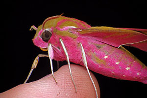 From the Macro workshop - Elephant Hawk Moth