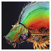 Mounting insects for scientific photography and entomology