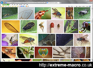 photomacrography.net images