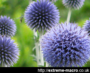 globe thistle planted for insects