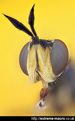 Macro portrait