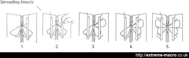 How to spread insects