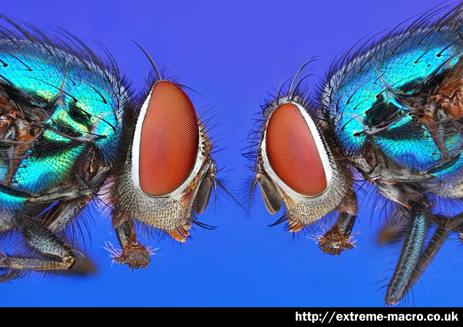 Extreme Macro Gallery - 'Two Fly Macro' by Johan J Ingles-Le Nobel